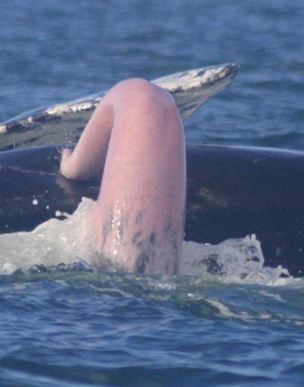 Right Whale Penis 6